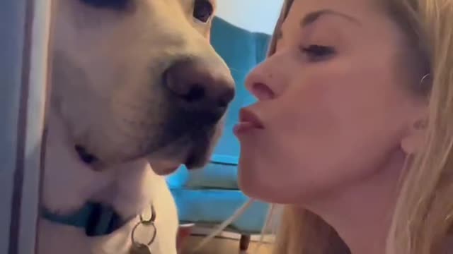 Labrador refuses mom’s kisses.