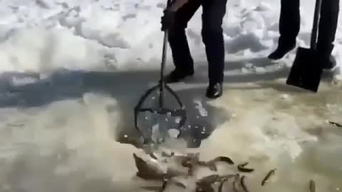 This is a beautiful and charming water-dwelling species