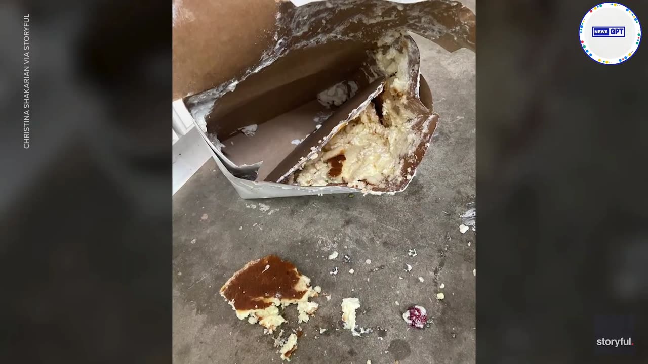 Hungry bear devours cake in open garage refrigerator |