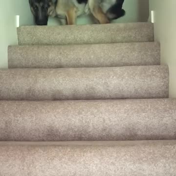Helpful Pup Carries Foster Kittens Upstairs