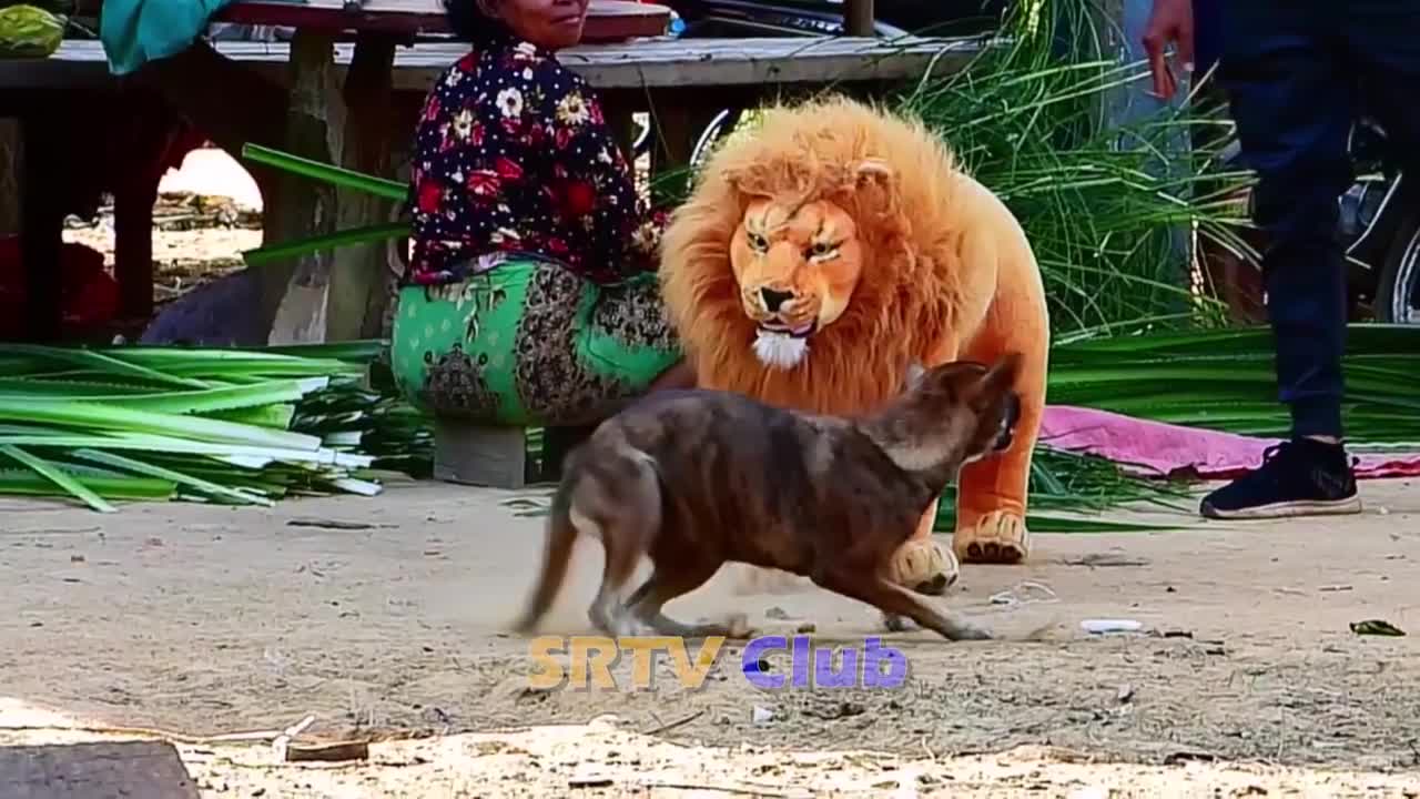 Best Prank Collection Top 15 - Fake Lion Prank Real Dog Super Funny - Try Not To Laugh Challenge