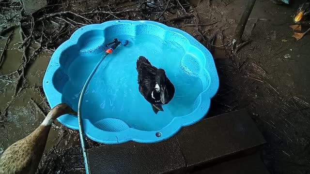 Sticky, the Indian runner duck in the pond again