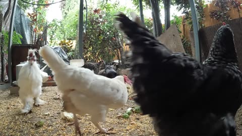 Backyard Chickens Mukbang During Hurricane Hillary Sounds Noises Hens Clucking Roosters Crowing!