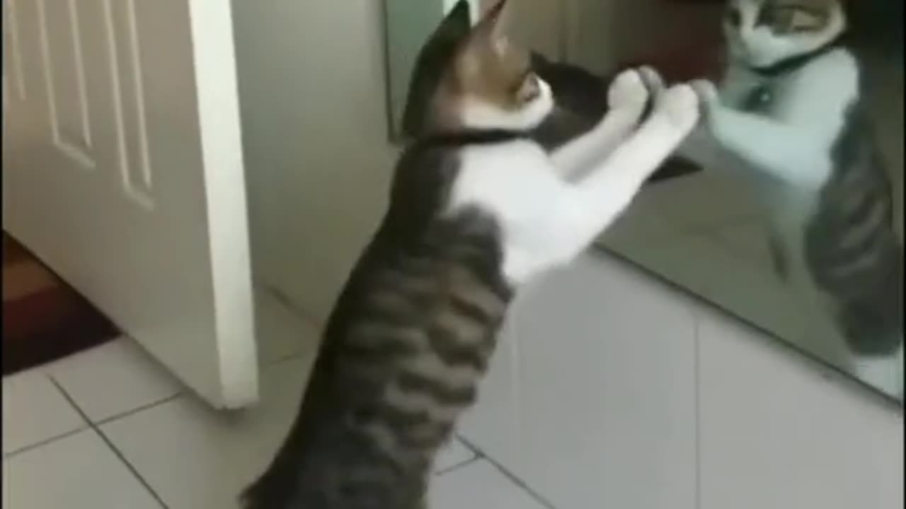 Cat feithing