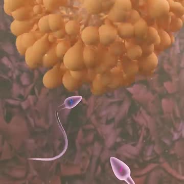 How TRANSGENDERS are born? | किन्नर कैसे पैदा होते हैं? (3D Animation)