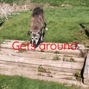 9 months after dog went completely blind..