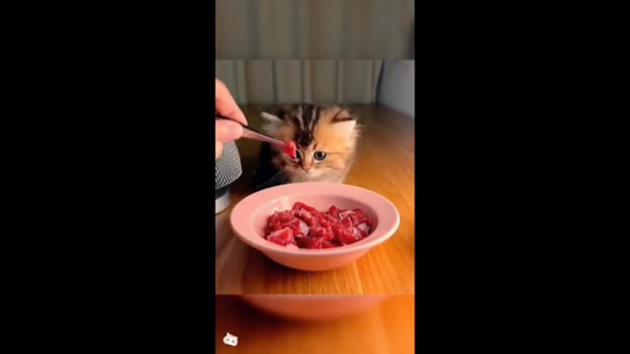 Kitten🐈 amazing 😍🤩Kitten Eating patiently