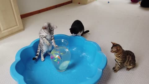 Cat Pops Water Balloons