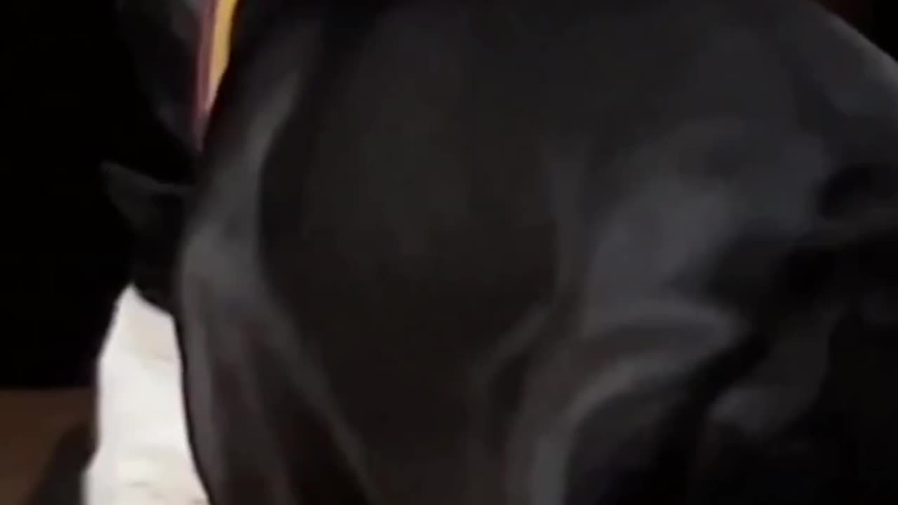 TRY NOT TO LAUGH 😆 Best Funny Videos Compilation 😂😁😆