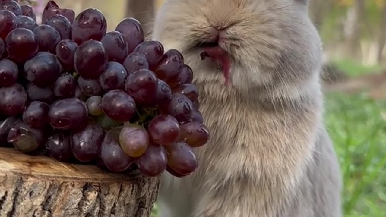 buny eating berry