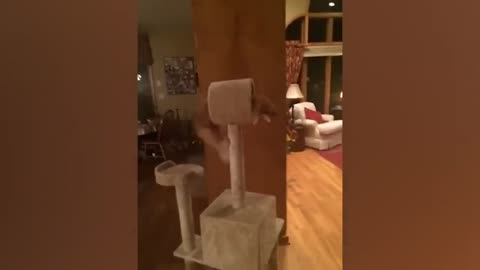Best Funny Animal Videos 2023 - Funniest Cats And Dogs Video