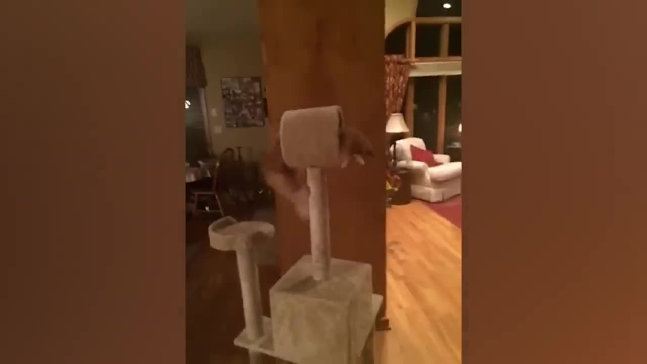 Best Funny Animal Videos 2023 - Funniest Cats And Dogs Video