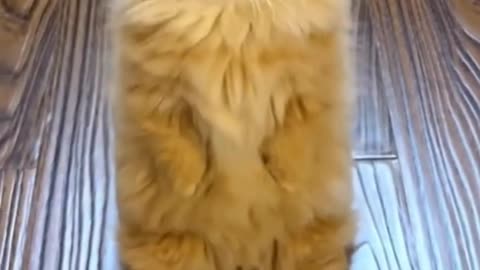 Cat 🐱🐱funny video // must watch