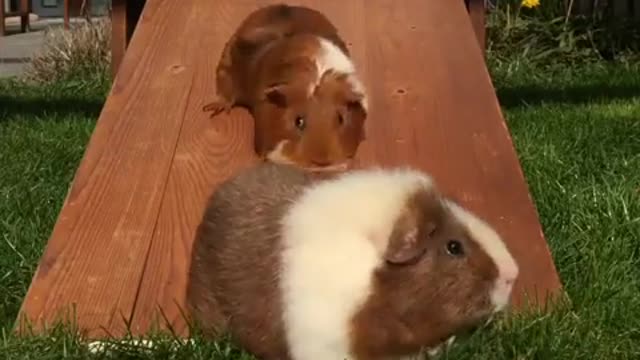 15 maneiras super inteligentes de economizar dinheiro com cães