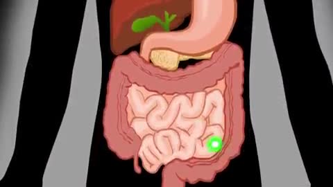 Digestive System | How The Digestive System Works | Animated Music Video |