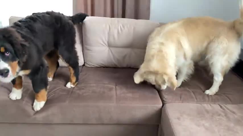 Golden Retriever and Bernese Mountain Dog Puppy love to play together