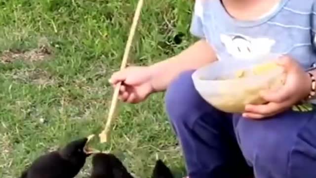 Sweet baby give food to birds