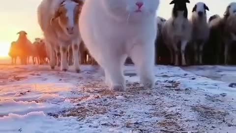 Funny and Cutest Moment Of The Year | Baby Cats