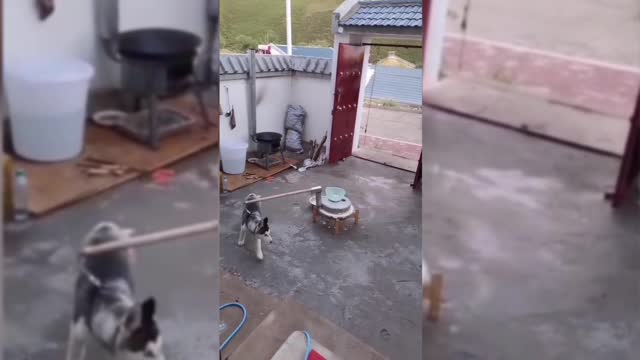 It turns out huskies can work too.