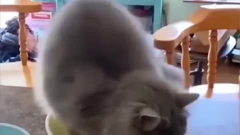 Funny pets video....😺😹🐶🐕😂