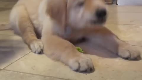 Puppy VS Broccoli!
