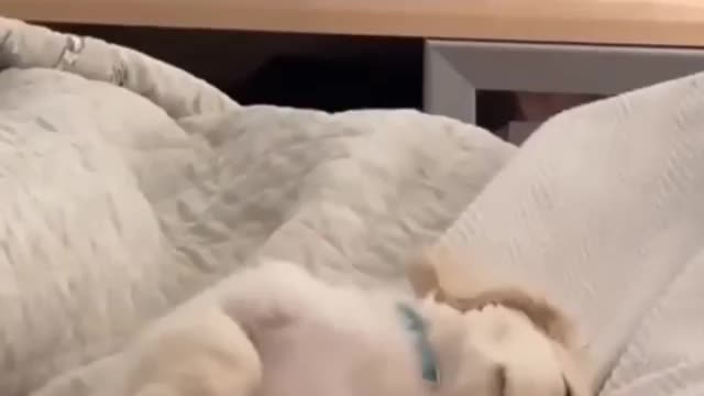 Cute Dog sleeping 🐶😍