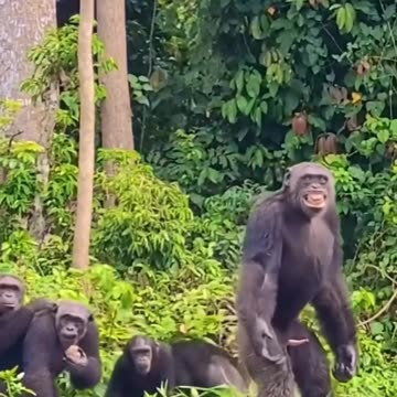 As per Size of vehicle, Gear seems to be small