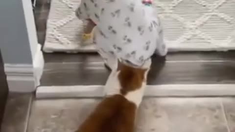Funny animals