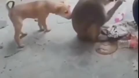 Dog and monkey fight