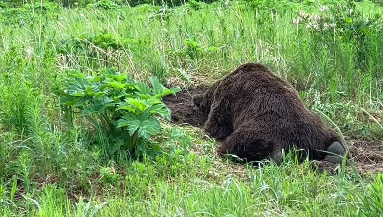 Bear Digging in the Dirt