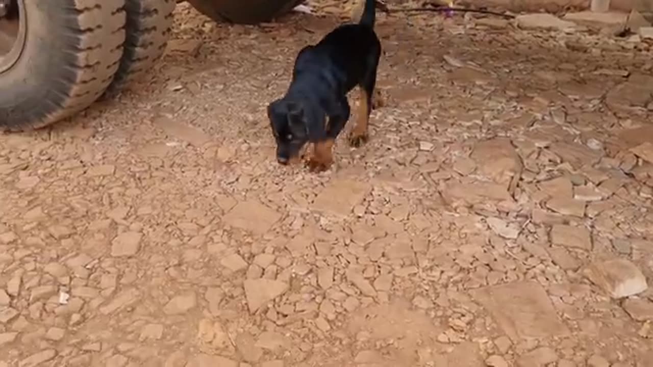 A day with my 2 dogs | rottweiler puppy | funny dog videos