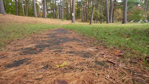 Central Park Schenectady NY 10/2021