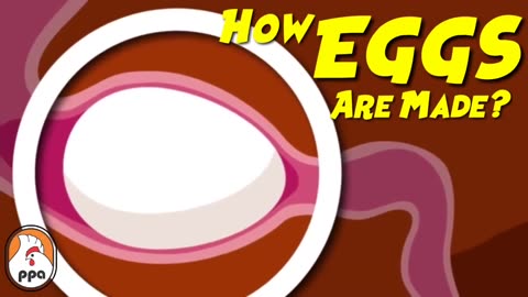 How EGGS Are Formed Inside The Chicken_