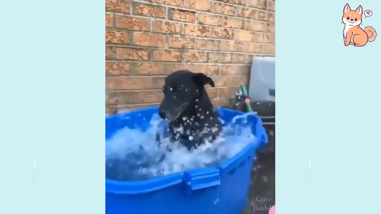 Funny Dog VIdeo🤣🤣🤣