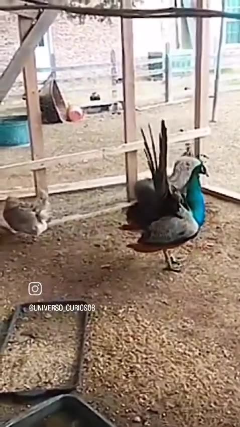 When a peacock and a chicken mate, the result is a colorful rooster like a peacock😄🦚🐓"