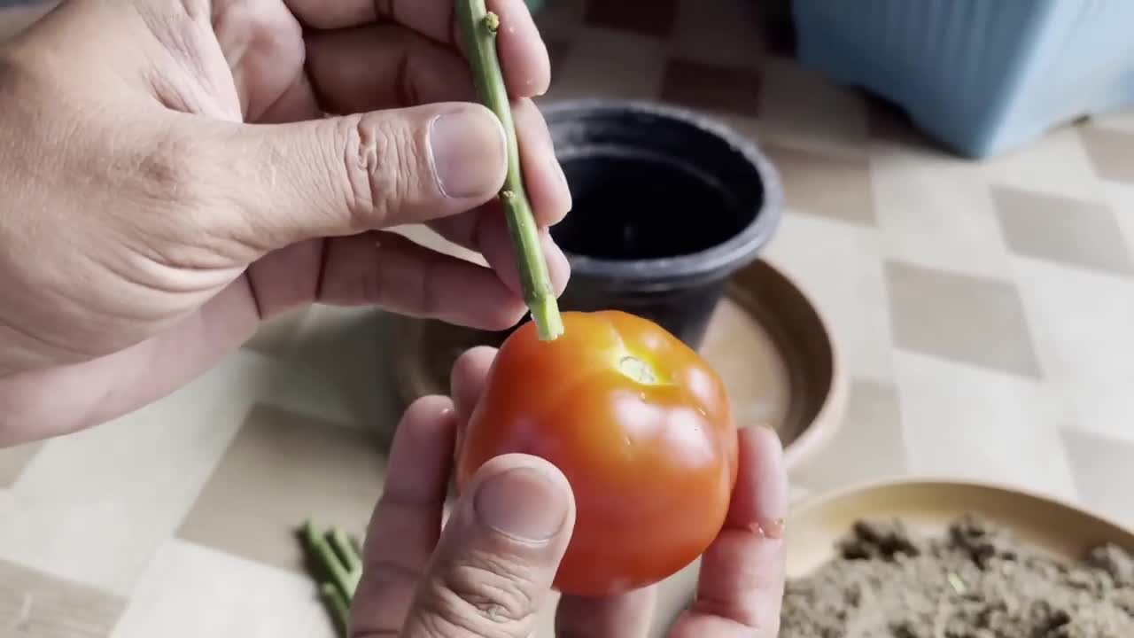 How To Grow Lemon Tree Small Cuttings In A Tomato