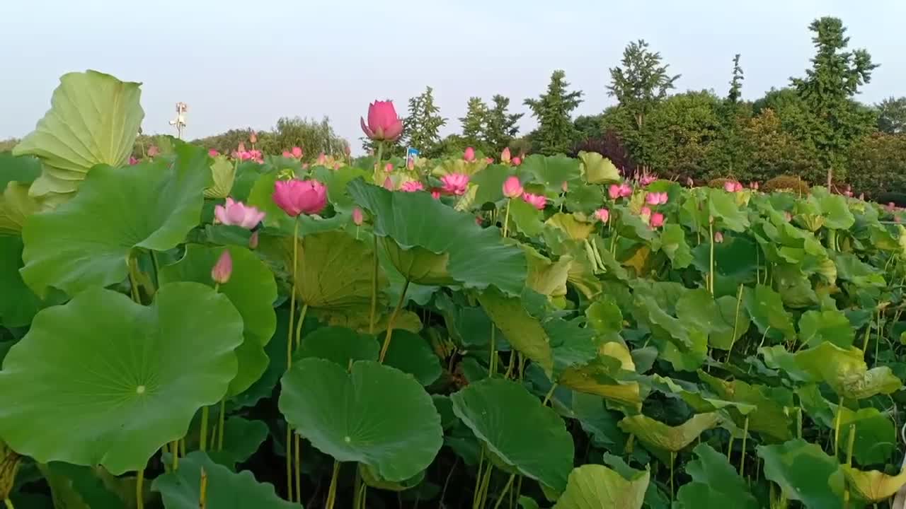 plants growing in water