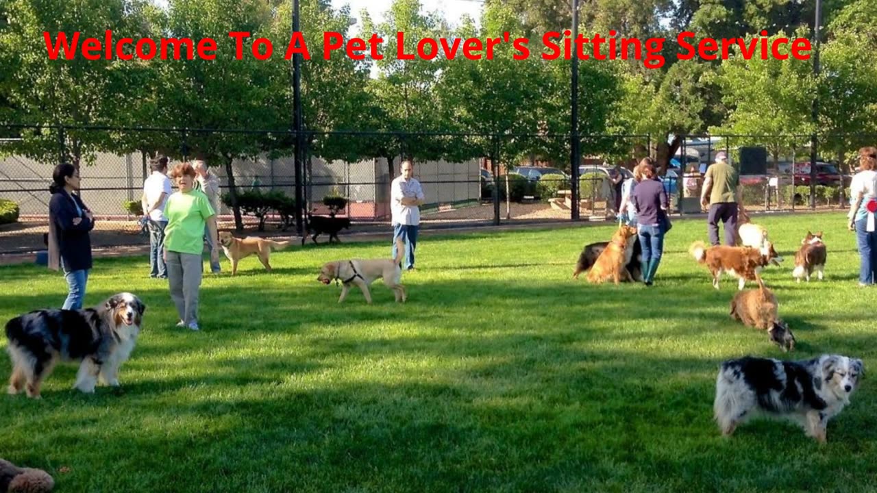 A Pet Lover's Sitting Service - #1 Dog Daycare in Katy, TX