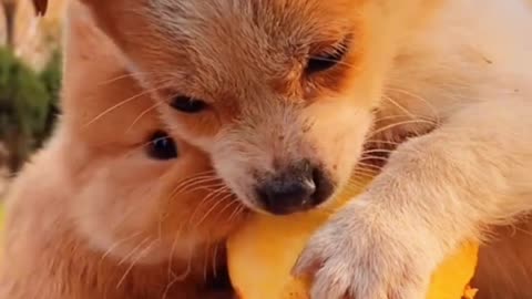 Cute Rabbit eating food