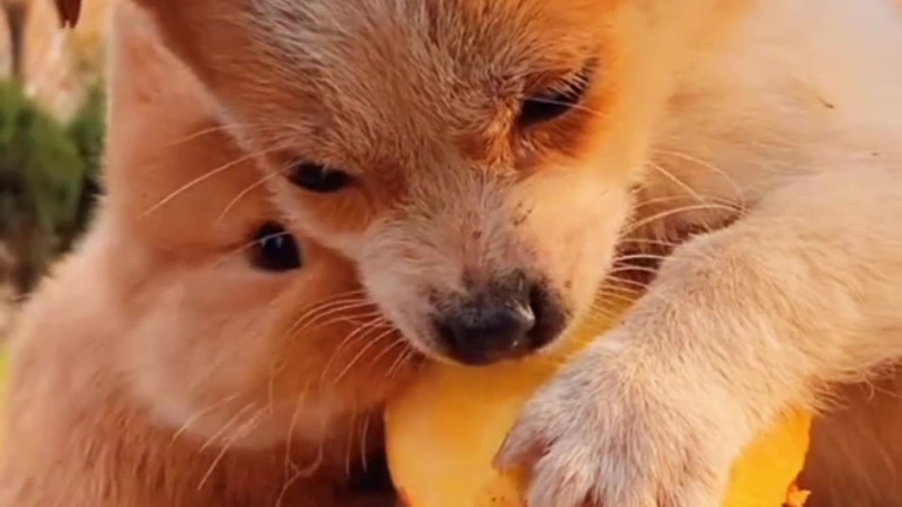 Cute Rabbit eating food