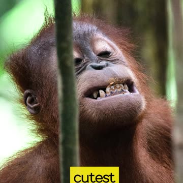 Try not to laugh😂