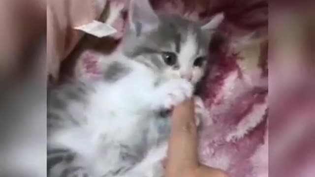 Cat Video Funny