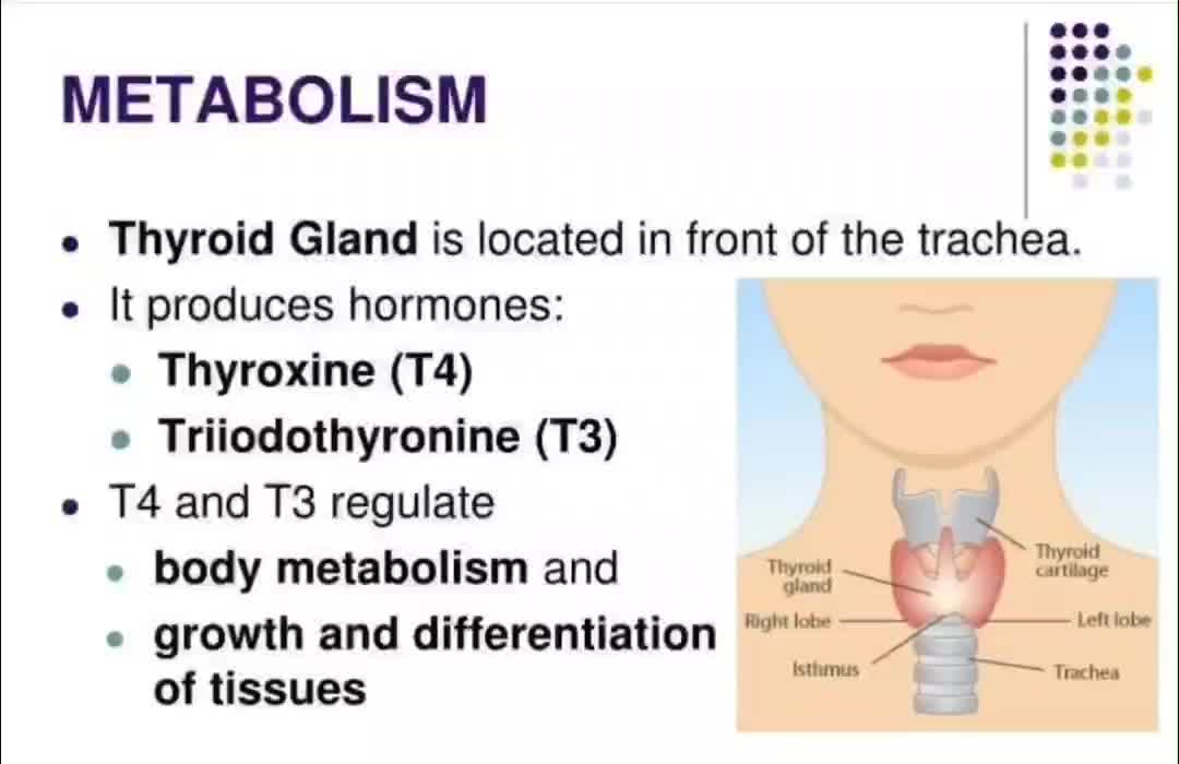 Metabolism * T4 to T3 conversion * Endocrine * Iodine