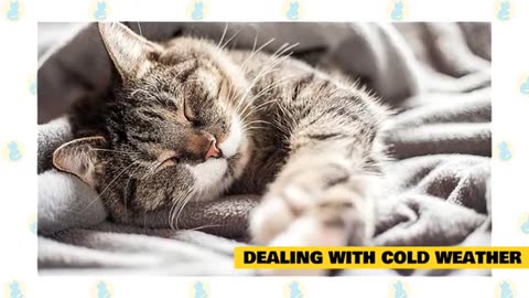 cats and cold weather 😍