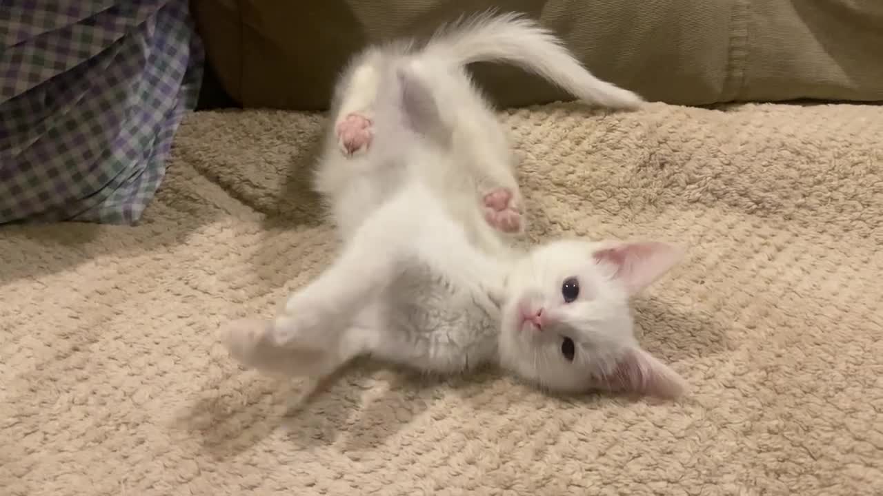 Fiona's Kitten Routine