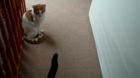 Crazy Cat Fight