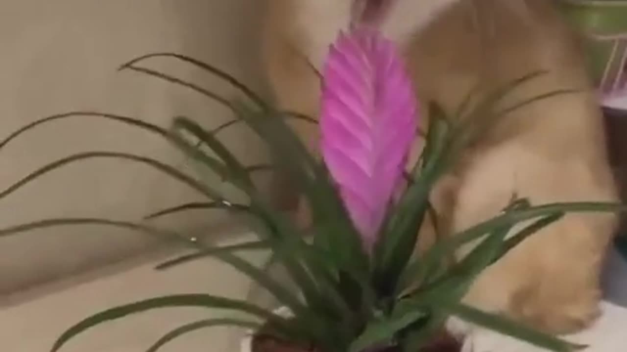 🕵️♂️ Funny | Caught in the Act: Hilarious Sneakiness Unveiled! | FunFM