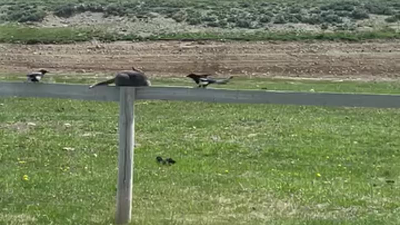 Cat stuck between two birds