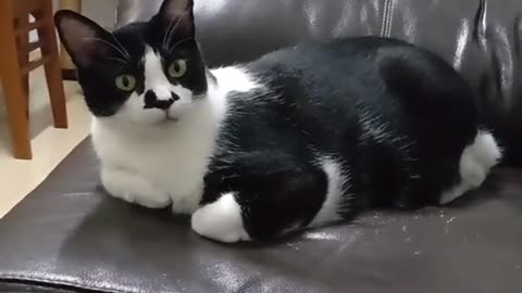 Mr Joel Joseph with the Cat