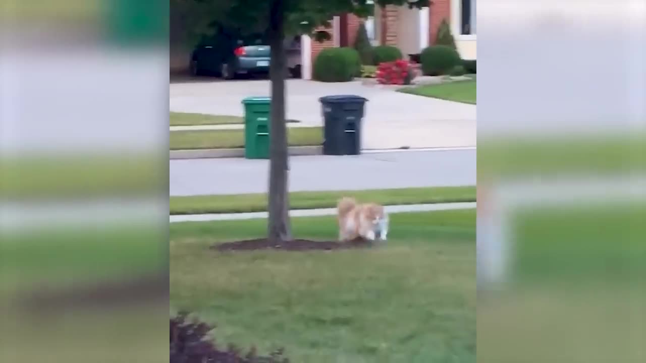 🤣 Funniest 🐶 Dogs and 😻 Cats - Awesome Funny Pet Animals Life Videos 😇